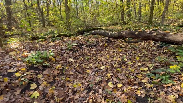 footpath in the woods