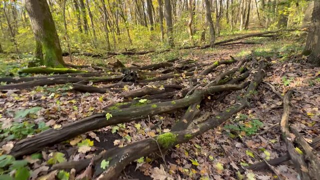 fallen tree trunk