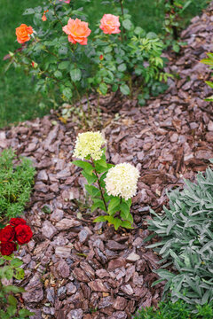 Bee Green Hydrangea Paniculata Growing Garden