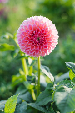 Dahlia Lindas Baby Flower Head Illuminated by Natural Sunbeams