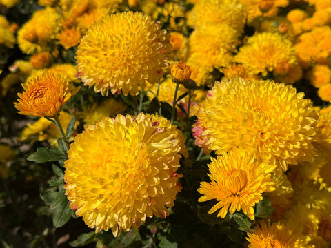Chrysanthemums yellow flowers in garden 