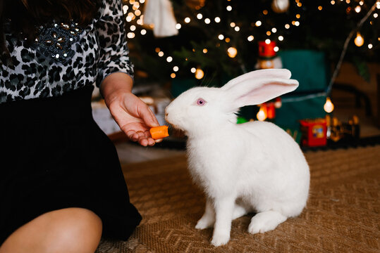 Feeding Pet Rabbit with Carrot During Holiday