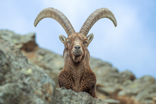 Portrait of a majestic male Alpine ibex (Capra ibex) peeking out from a rocky ledge, Alps, Piedmont, Italy.
