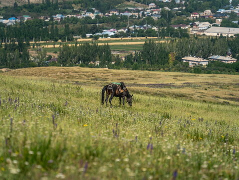 Dark horse with a saddle pad grazing on a flowering hill pasture above village rooftops near Karakol, Kyrgyzstan.