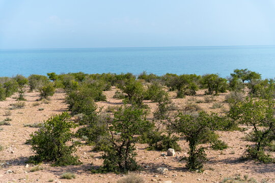 Apricot orchards with green trees on dry sandy ground above the turquoise water of Issyk Kul lake in Kyrgyzstan on a summer day.