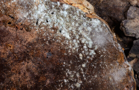 White mycelial growth of the parasitic mold fungus Hypomyces is visible on the porous surface of a Fomitopsis bracket fungus in southern Ukraine.