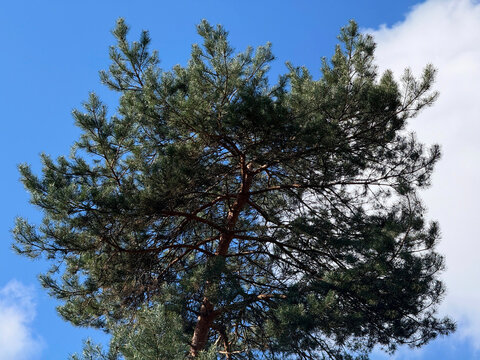 Scots pine tree Pinus sylvestris.