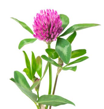Clover flowers isolated on white background. Pink clover on a stem with green leaves. Medicinal herb.