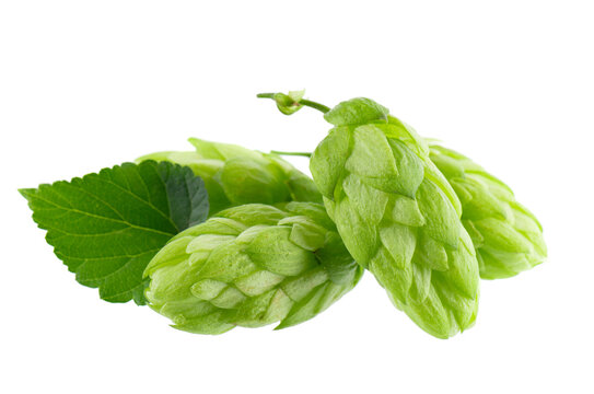 Fresh green hop branch isolated on white background. Hop cones. Beer brewing ingredient.