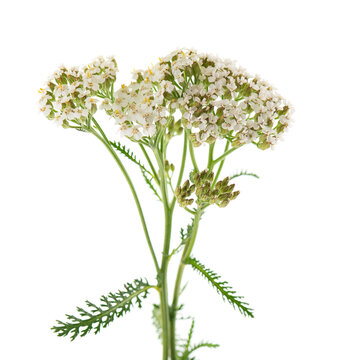 White yarrow flowers with green foliage isolated on white background. Achillea millefolium. Medicinal herb.