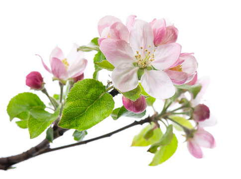 Spring apple blossom isolated on white background. Branch of flowering apple tree with pink and white flowers and green leaves. Clipping path.