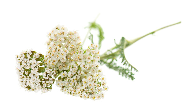 White yarrow flowers with green foliage isolated on white background. Achillea millefolium. Medicinal herb.