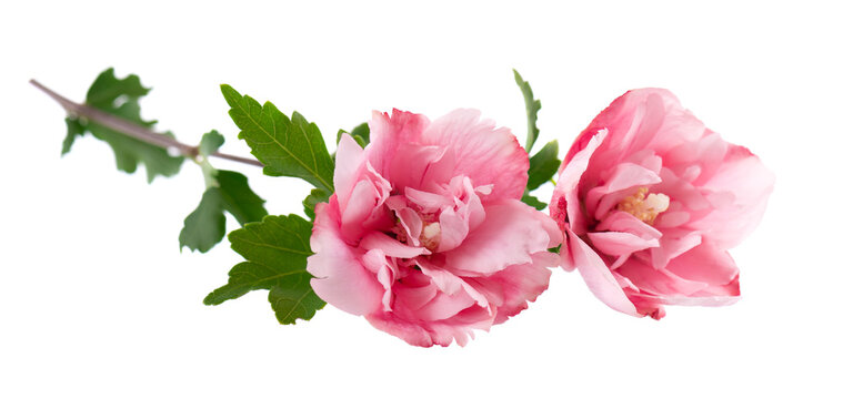 Pink double hibiscus flowers with green leaves isolated on white background. Hibiscus rosa-sinensis.