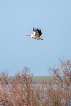 A flock of pelican birds walks along the blue lake of Cyprus. Flying pelicans in the blue sky. Waterfowl at the nesting site.