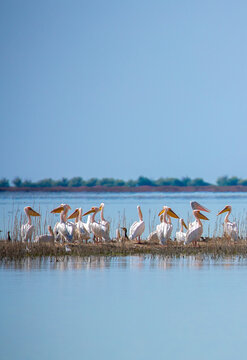 A flock of pelican birds walks along the blue lake of Cyprus. Flying pelicans in the blue sky. Waterfowl at the nesting site.