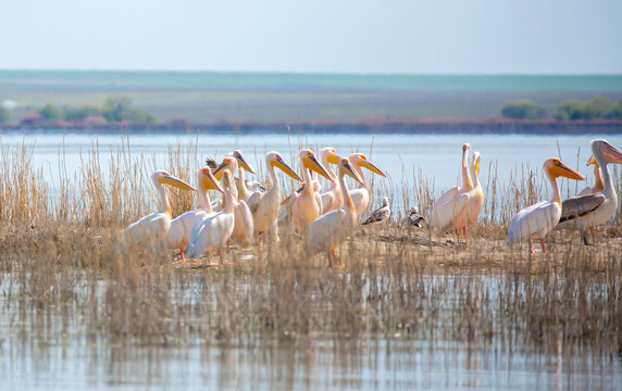 A flock of pelican birds walks along the blue lake of Cyprus. Flying pelicans in the blue sky. Waterfowl at the nesting site.