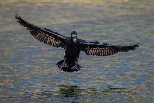 Kormoran (Phalacrocorax carbo)