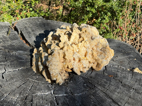 Large pale bracket fungus growing on a weathered tree stump outdoors