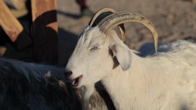 White goat bleats beside another goat in a farm enclosure. Livestock and animal husbandry. Rural agriculture and farm life. Domestic animal behavior.