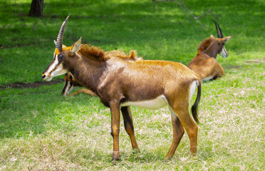 A majestic roan antelope with long curved horns standing on a green meadow in its natural habitat. African wildlife and savanna nature scenery. © Vera