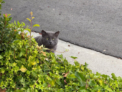 Gray cat peering over ivy beside a sidewalk