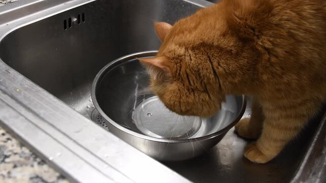 Orange tabby cat drinks water from metal bowl placed inside kitchen sink. Red cat leans over bowl full of water and drinks water at home
