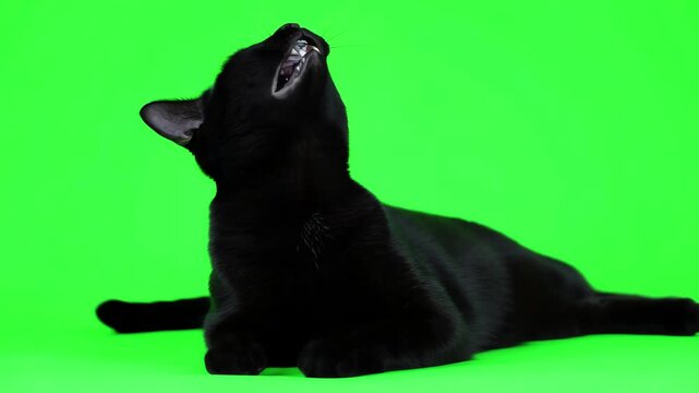 Sleek black cat lying down and performing a long exaggerated yawn on a solid green background for visual effects