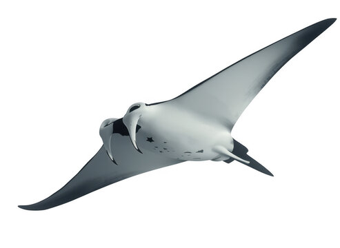 Manta ray gliding with broad fins on transparent background