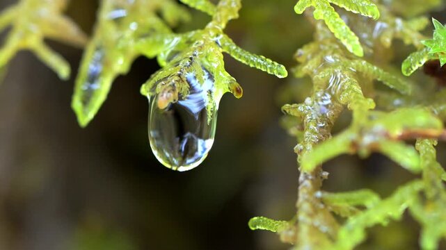 Wassertropfen fallen vom Moos der ber&uuml;hmten Schleierf&auml;lle in der Ammerschlucht bei Bad Bayersoien in Bayern.