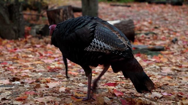 Male wild turkey foraging on autumn leaves in woods. Birdwatching at Mud Lake Trail in fall in Ottawa, Canada