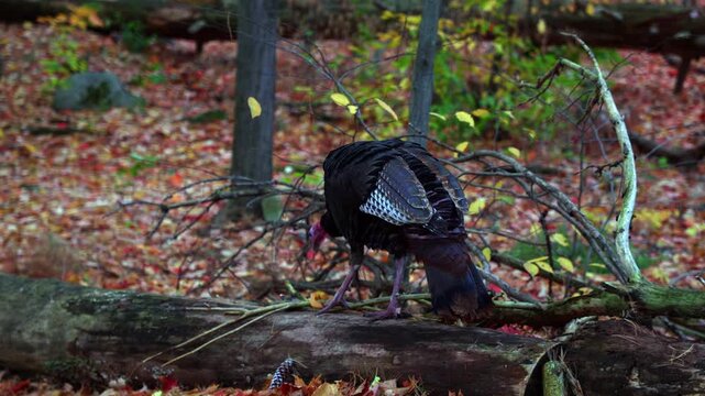 Wild turkey perched on log in autumn forest. Large bier on Mud Lake Trail in fall in Ottawa, Canada