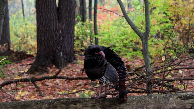 Wild turkey preening feathers on log in autumn forest. Large bird on Mud Lake Trail in fall in Ottawa, Canada