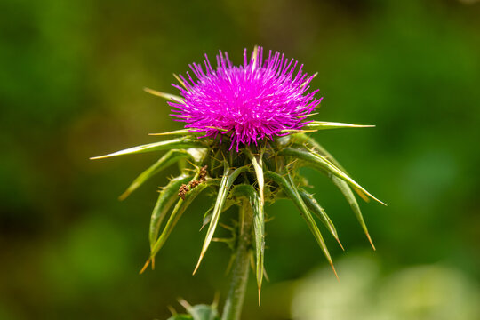 Purple thistle blooming on a sunny Spring day in Israel
