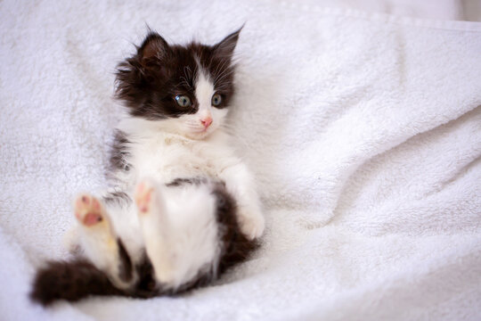 Adorable black and white fluffy kitten lying on its back in a soft white pet bed. Cute playful baby cat indoors, cozy home, pet care, animal welfare and companion animal concept.