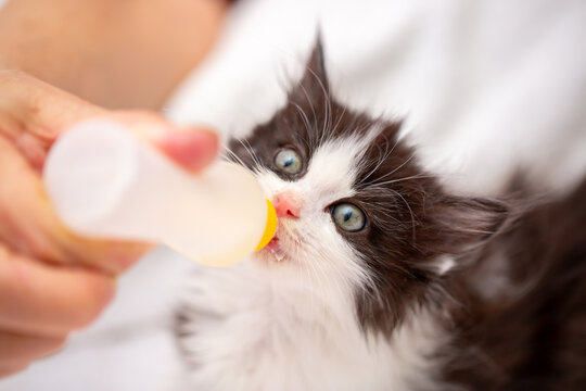 An adorable kitten drinks milk from a bottle while lying in a soft white pet bed. This sweet rescue kitten, being bottle-fed, symbolizes animal care, fostering, pet adoption, and veterinary care.