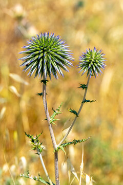 The unopened purple flower head of a Globe Thistle, Echinops adenocaulos Boiss growing wild in northern Israel.
