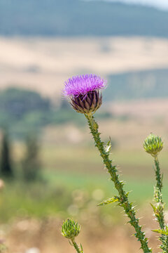 Purple thistle blooming on a sunny Spring day in Israel
