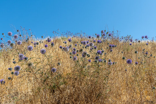 Globe Thistle, Echinops adenocaulos Boiss growing wild in northern Israel.
