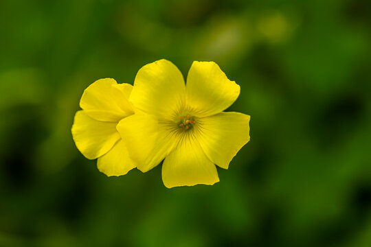 Close up of Oxalis pes-caprae, African wood-sorrel, Bermuda buttercup, Bermuda sorrel,  a common wildflower in Israel.
