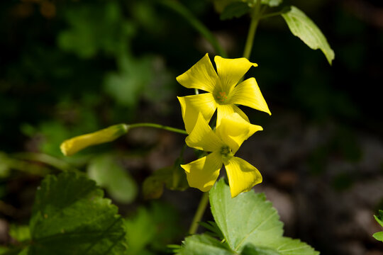 Close up of Oxalis pes-caprae, African wood-sorrel, Bermuda buttercup, Bermuda sorrel,  a common wildflower in Israel.
