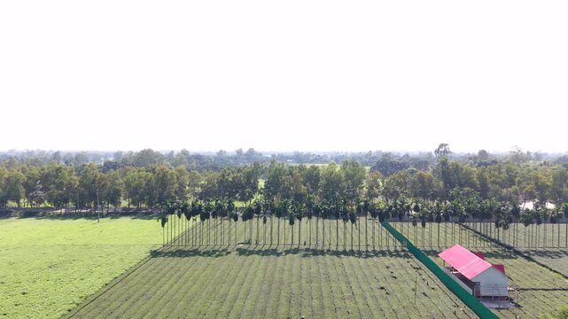 Aerial view of a lush green tea plantation with a row of tall betel nut trees and a small building with a red roof in the countryside