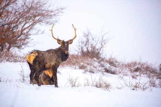 A deer in the mountains in winter with falling snow. Close-up of red deer against a snowy backdrop. Winter Christmas landscape with wild animals.