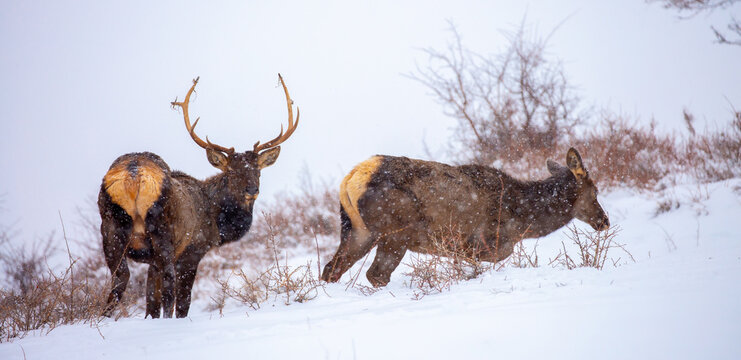A deer in the mountains in winter with falling snow. Close-up of red deer against a snowy backdrop. Winter Christmas landscape with wild animals.