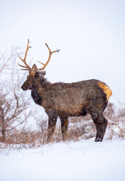 A deer in the mountains in winter with falling snow. Close-up of red deer against a snowy backdrop. Winter Christmas landscape with wild animals.