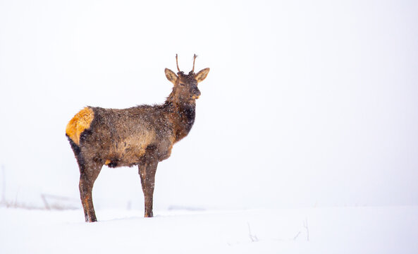 A deer in the mountains in winter with falling snow. Close-up of red deer against a snowy backdrop. Winter Christmas landscape with wild animals.