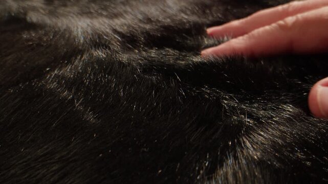 Mink fur texture, close up of dark brown and black natural mink fur with hand touching, luxury fur coat material in fur shop from Turkish fur factory production