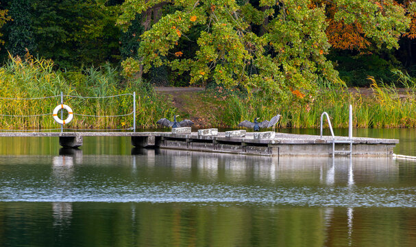 Den See an der Badeanstalt im Volkspark Jungfernheide im Herbst, im Bild sind die Schwimmleinen mit Boje Abgrenzungen vom See zum Schwimmbad zu erkennen, Berlin-Charlottenburg, Deutschland