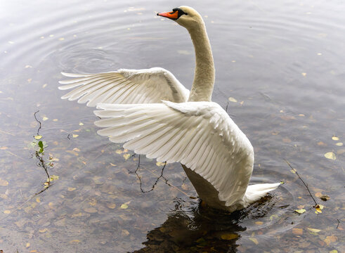 Majest&auml;tischer H&ouml;ckerschwan (Cygnus olor) breitet seine Fl&uuml;gel im klaren Wasser eines Sees aus, Berlin, Deutschland
