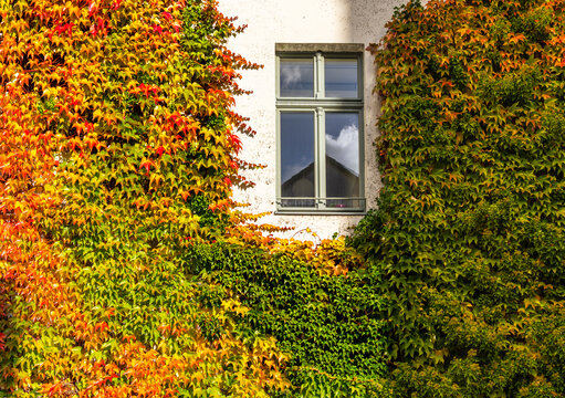Klassische Altbaufassade, die wundersch&ouml;n von Wildem Wein (Parthenocissus) mit einem flie&szlig;enden Farb&uuml;bergang von Gr&uuml;n &uuml;ber Gelb und Orange bis hin zu tiefem Rot umrankt ist, Berlin, Deutschland