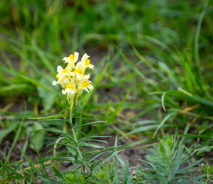das Gew&ouml;hnliche Leinkraut (Linaria vulgaris), auch Echtes Leinkraut oder Frauenflachs genannt, Berlin, Deutschland